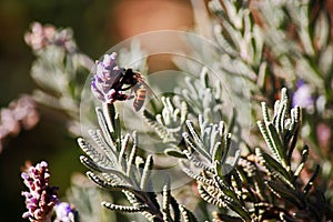 BEE ON PURPLE LAVENDER FLOWER STALK