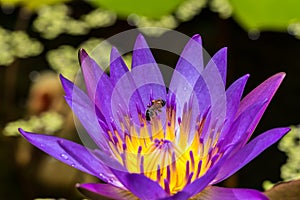 A bee on the purple lotus blossoms out beautifully