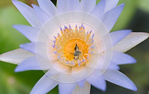 Bee in purple lotus flower macro beautiful, Bees eat the nectar of the beautiful purple lotus flower