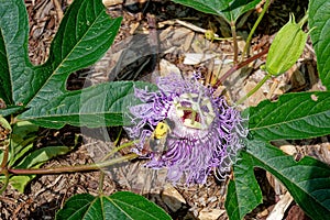 Bee on a purple passion flower