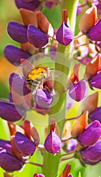 A Bee on a Purple Phlox