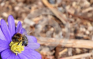 Bee on purple spring daisy collecting pollen