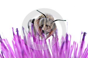 Bee on a Purple Thistle Flower