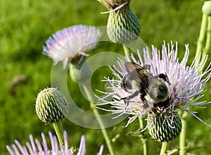 Bee on a purple thistle flower