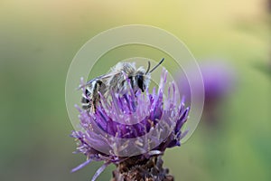 Bee on a purple thistle flower