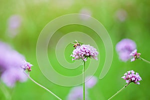 Bee on purple verbena collecting pollen,Spring flower background