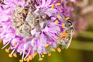Bee on a purple and yellow flower
