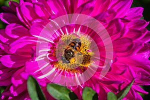 Bee on a purples Aster pollinates a flower in the garden.  Macro photography of flowers and insects.  Bee closeup.