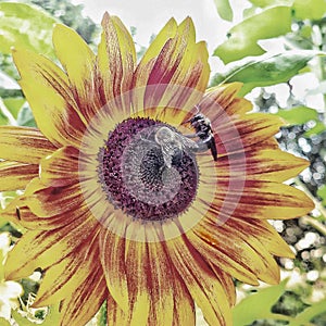 Bee Pushes Bee Off Flower