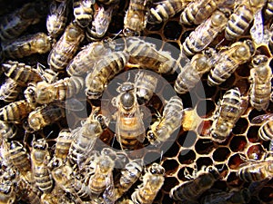 Bee queen and bees on honeycomb