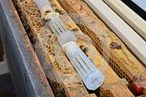 Bee queen breeding in artificial queen cells