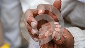 Bee queen on hand of beekeeper.