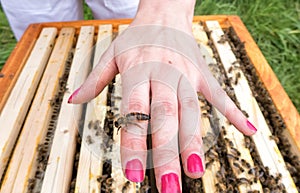 Bee queen on hand