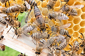 Bee queen in honeybee photo