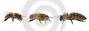 Bee queen mother and drone and bee worker - three types of bee apis mellifera photo