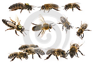 Bee queen mother and drone and bee worker - three types of bee apis mellifera