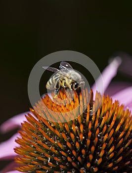 Bee on Quills of Echinacea Flower photo