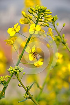 Bee on flowers