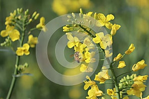 Bee on Rapeseed