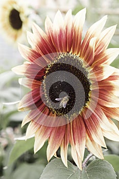 Bee on rare color sunflowers closeups