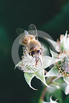 Bee and raspberry flower