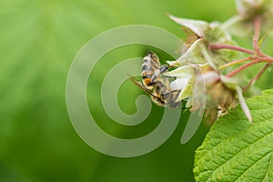 Bee on raspberry flower in the garden