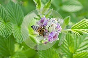 Bee On Raspberry Flowers photo