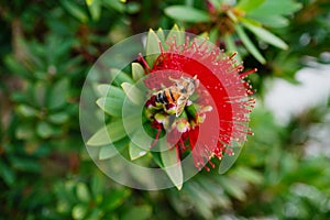 Bee and  Red Bottlebrush Callistemon Citrinus tree and flower in winter