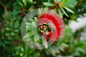 Bee and Red Bottlebrush Callistemon Citrinus tree and flower in winter
