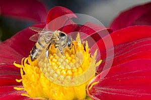 Bee on red Dahlia flower