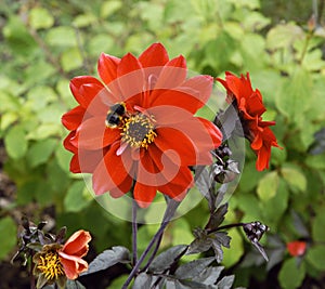 Bee in red flower