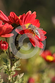 Bee on a red flower