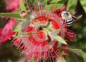 Bee on Red Flower