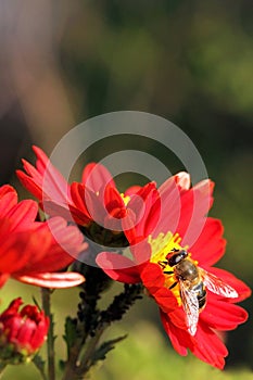 Bee on a red flower