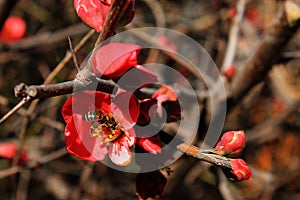 Bee and Red Flowers Closeup