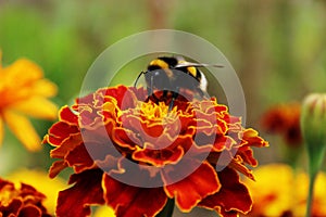 Bee on the red flowers