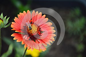 Bee and red gaillardia flower