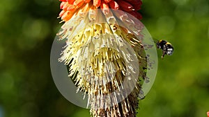 Ape sul caldo pieno fiorire giardino 