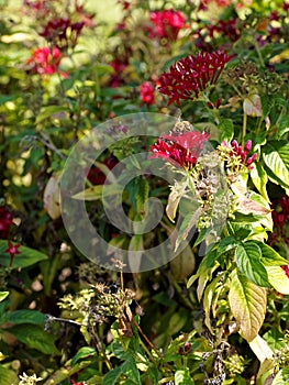 Bee on Red Pentas Flowers