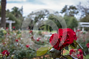 Bee on a Red rose at El Rosedal Rose Park at Bosques de Palermo Palermo Woods - Buenos Aires, Argentina