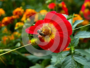 Bee on the red yelow flower