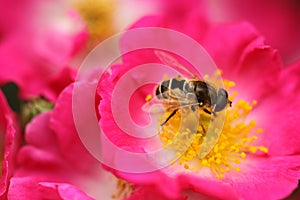 A bee on a redbush photo