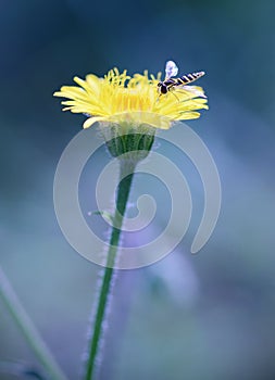 Bee resting on beauty dandelion at night