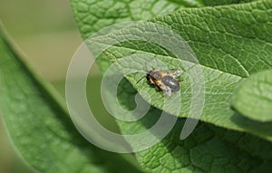 A bee resting on a Comfrey leaf in spring in the UK.