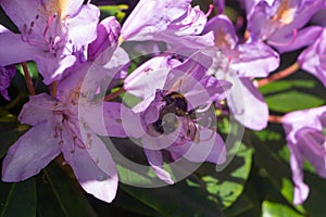 Bee on rhododendron flowers in a garden