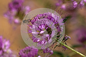 Bee in Rocky Mountain Beeplant, Bedrock, Colorado