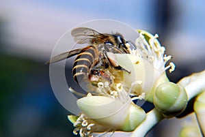 BEE role in pollination