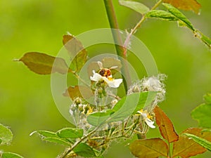 bee and Rosa multiflora Thunb
