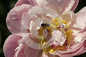 Bee on rose pistil