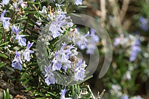 Bee on rosemary flowers in a garden